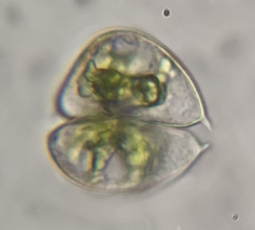 Staurodesmus dickiei, 2026-04-24