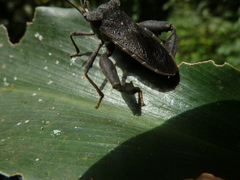 Heteroptera