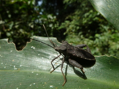 Heteroptera