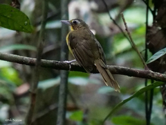 Bleda eximius