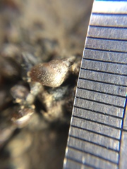 Potamopyrgus estuarinus