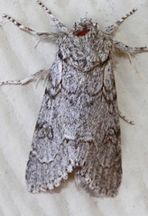 Acronicta tota