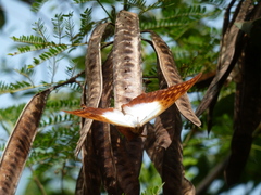 Charaxes varanes vologeses