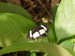 Neptis