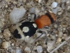 Ronisia brutia