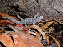 Christinus marmoratus