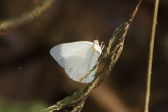 Pseudopieris nehemia