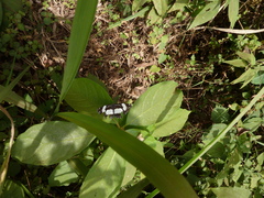 Neptis