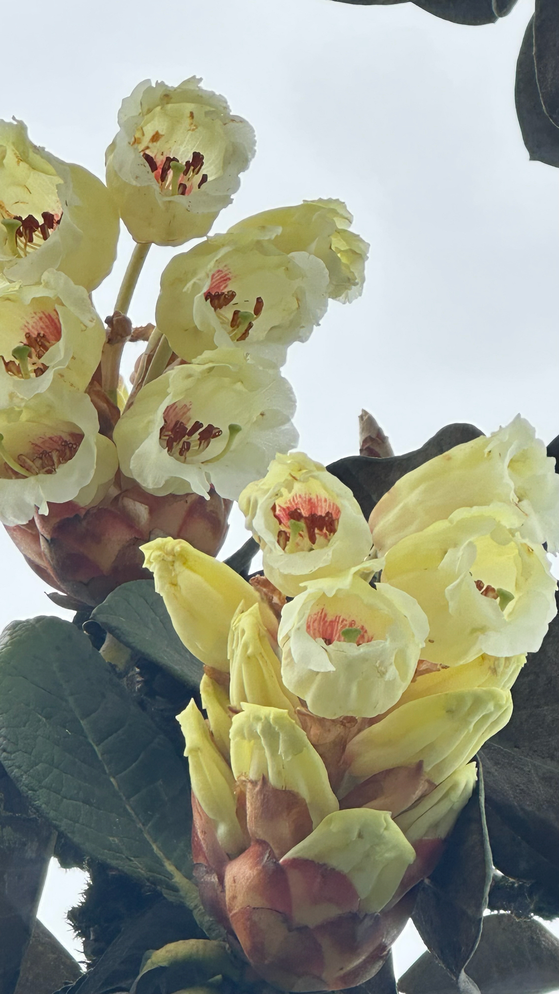 Rhododendron sinofalconeri — ảnh 3