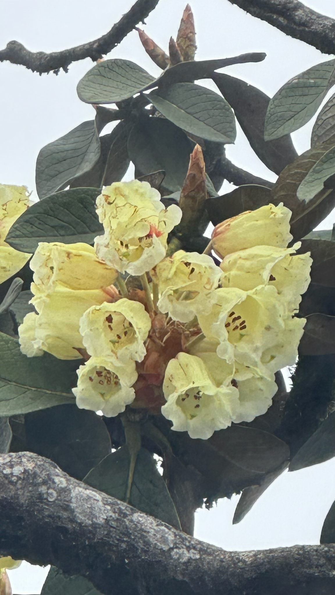 Rhododendron sinofalconeri — ảnh 2