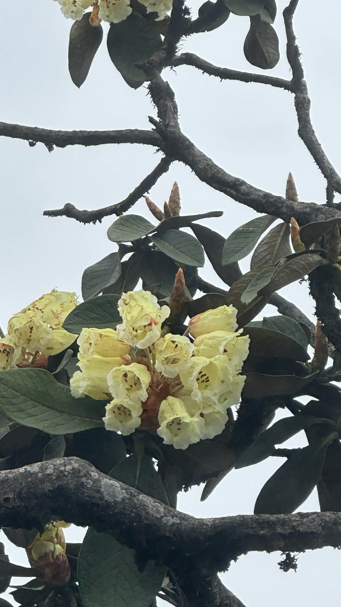 Rhododendron sinofalconeri (Rhododendron sinofalconeri)
