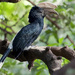 Silvery-cheeked Hornbill - Photo (c) Tarique Sani, some rights reserved (CC BY-NC-SA)