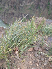 Ephedra intermedia, photograph (c) Matthew Rozanoff, some rights reserved (CC BY)