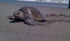 Lepidochelys olivacea