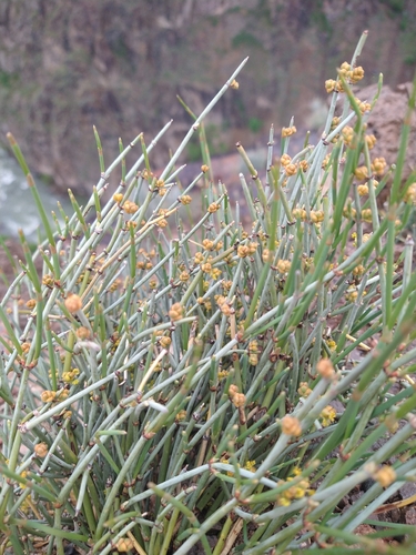 Ephedra intermedia, photograph 5