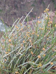 Ephedra intermedia, photograph (c) Matthew Rozanoff, some rights reserved (CC BY)