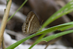 Yphthimoides eriphule