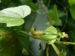 Lepidoptera