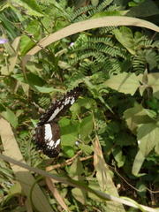 Neptidopsis ophione ophione
