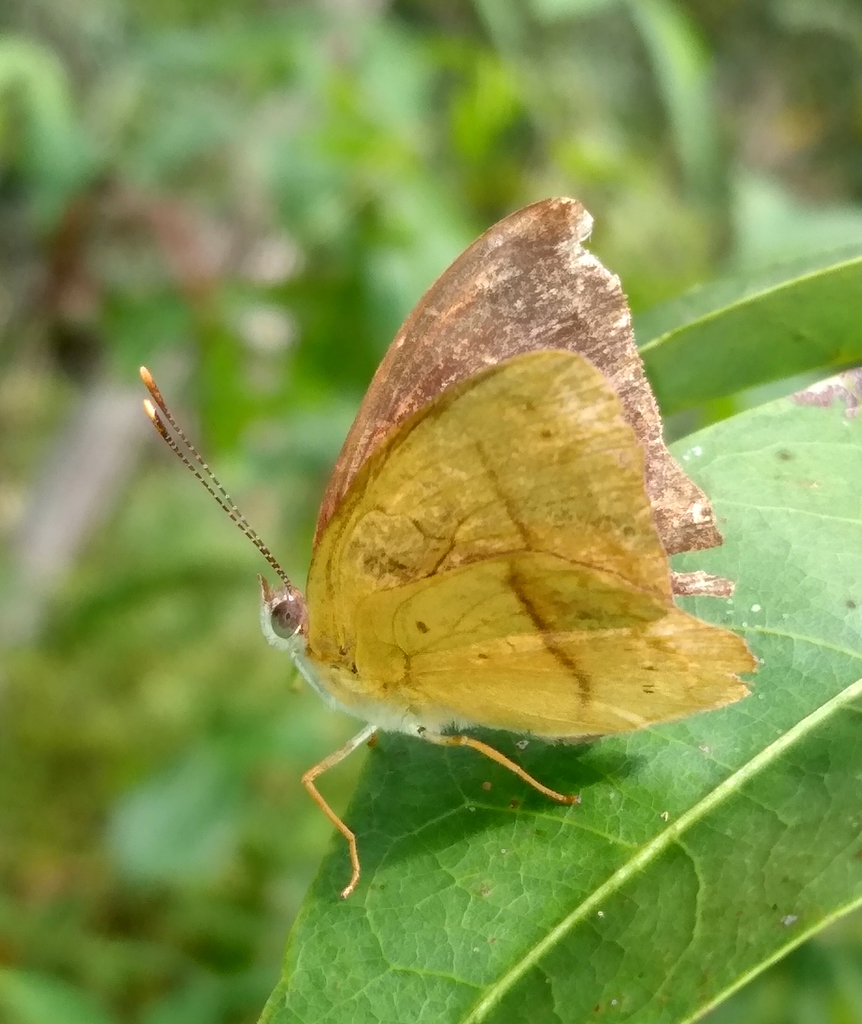 Peria lamis