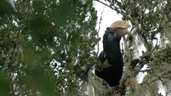 Silvery-Cheeked Hornbill photo 4