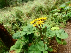 Ligularia dentata