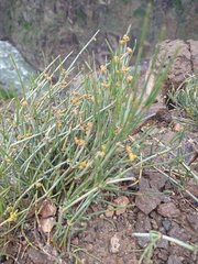 Ephedra intermedia, photograph (c) Matthew Rozanoff, some rights reserved (CC BY)