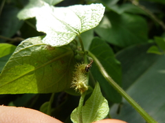 Lepidoptera