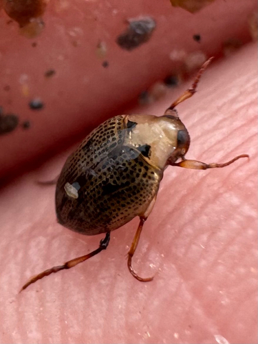 Peltodytes simplex