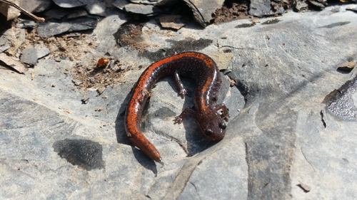Ozark Zigzag Salamander