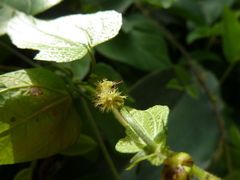 Lepidoptera