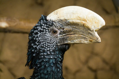 Silvery-Cheeked Hornbill photo 5