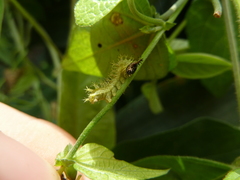 Lepidoptera