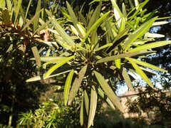 Podocarpus macrophyllus