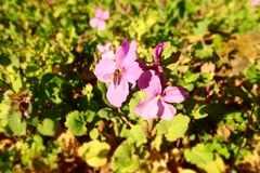 Orychophragmus violaceus