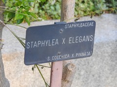 Staphylea elegans