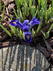 Iris reticulata