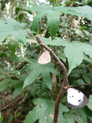 Lycaenidae