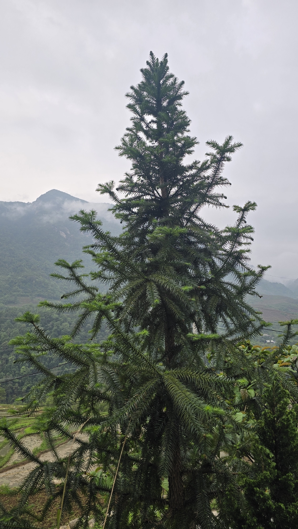 Cunninghamia lanceolata — ảnh 3