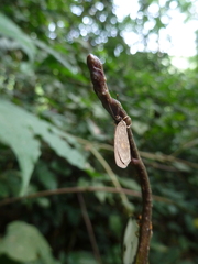 Lycaenidae
