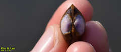 Corbicula fluminea
