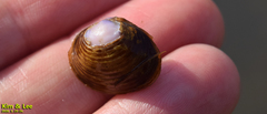 Corbicula fluminea