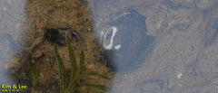Corbicula fluminea