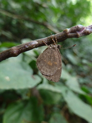 Lycaenidae
