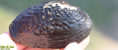 Inversiunio verrucosus