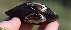 Inversiunio verrucosus