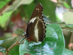 Hypolimnas salmacis salmacis