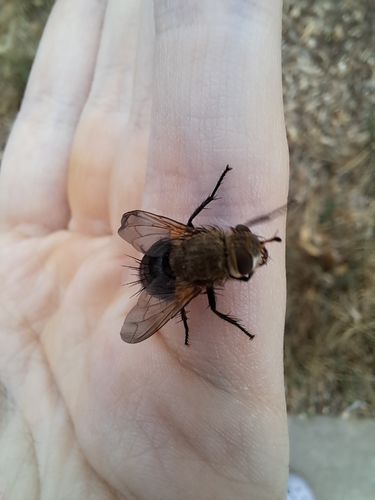 Hornworm Tachinid Fly photo 3