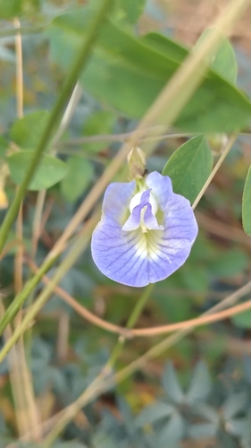 Blue Pea