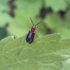 Coleoptera